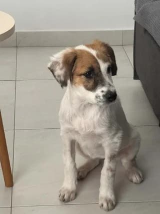 Loysi (Λούση), female puppy Mixed Breed for adoption at Dogs Voice, Athens