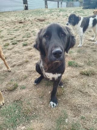 PERSΈAS (ΠΕΡΣΈΑΣ), male puppy Mixed Breed for adoption at Dogs Voice, Athens