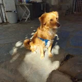 Kafetoylis (Καφετούλης), male 3yo Mixed Breed for adoption at Dogs Voice, Athens
