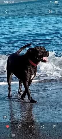 Rea (Ρέα), female 3yo Mixed Breed for adoption at Dogs Voice, Athens