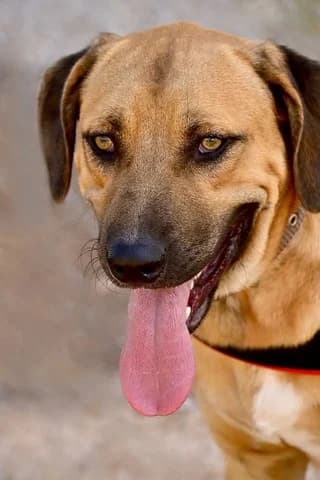 Ntany (Ντανυ), male 3yo Mixed Breed for adoption at Dogs Voice, Athens