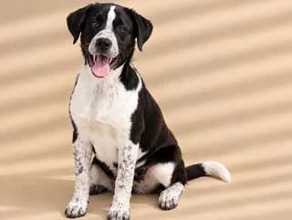 ZINA (ΖΗΝΑ), female puppy Mixed Breed for adoption at Dogs Voice, Athens