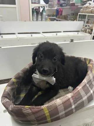 Duffy, male puppy Mixed Breed for adoption at Dogs Voice, Athens