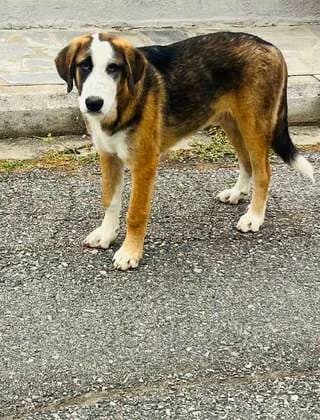 mailo, male puppy Mixed Breed for adoption at Dogs Voice, Athens