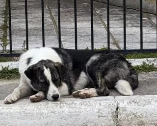 PETRAN (ΠΕΤΡΑΝ), male young Mixed Breed for adoption at Dogs Voice, Athens