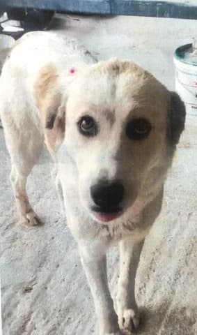 MAIROYLA (ΜΑΙΡΟΥΛΑ), female 3yo Mixed Breed for adoption at Dogs Voice, Athens