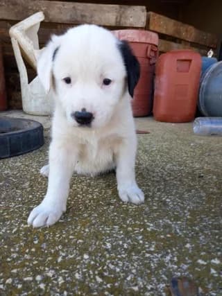 Jeremy, male puppy Mixed Breed for adoption at Dogs Voice, Athens