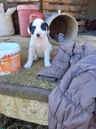 Damon, male puppy Mixed Breed for adoption at Dogs Voice, Athens