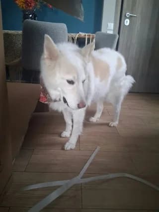 Siva (Σιβα), female 7yo Mixed Breed for adoption at Dogs Voice, Athens