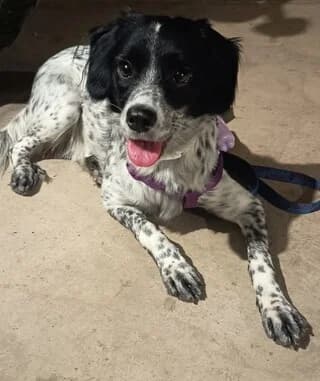Luna, female puppy Mixed Breed for adoption at Dogs Voice, Athens