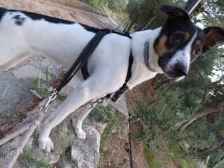 Άria (Άρια), female young Mixed Breed for adoption at Dogs Voice, Athens