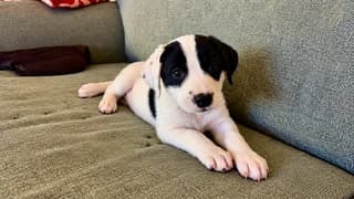 Bonnie, female puppy Mixed Breed for adoption at Dogs Voice, Athens