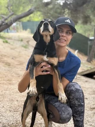 Oscar, male 7yo Mixed Breed for adoption at Dogs Voice, Athens