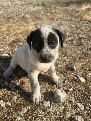 Elena, female puppy Mixed Breed for adoption at Dogs Voice, Athens