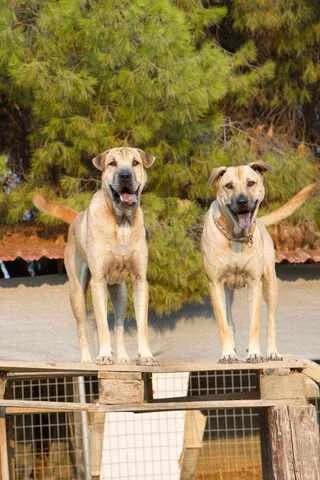 Pegky k Marlon (Πέγκυ κ Μαρλον), 7yo Mixed Breed for adoption at Dogs Voice, Athens