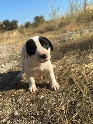 Bonnie, female puppy Mixed Breed for adoption at Dogs Voice, Athens