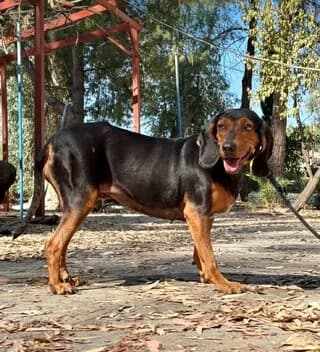 Mutter, female 3yo Mixed Breed for adoption at Dogs Voice, Athens