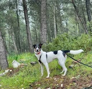 Άria (Άρια), female young Mixed Breed for adoption at Dogs Voice, Athens