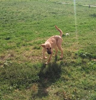Choris Onoma (Χωρις Ονομα), female young Mixed Breed for adoption at Dogs Voice, Athens