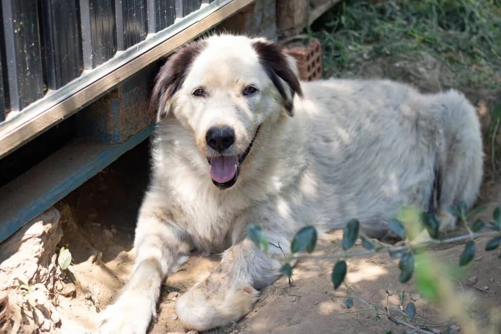 BELLA, female 7yo Mixed Breed for adoption at Eastern Pelion Animal Welfare
