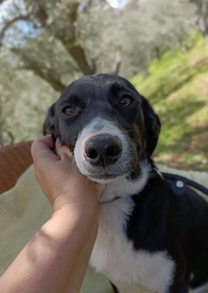 JIMMY, male puppy Mixed Breed for adoption at Eastern Pelion Animal Welfare
