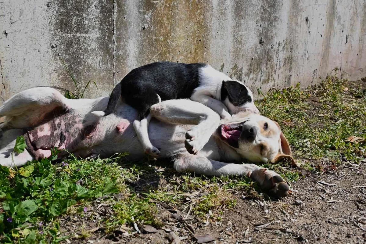 Korina (Κορίνα), female young Mixed Breed for adoption at ΕΝΩΣΗ ΕΘΕΛΟΝΤΩΝ ΑΔΕΣΠΟΤΩΝ ΧΑΛΚΙΔΑΣ