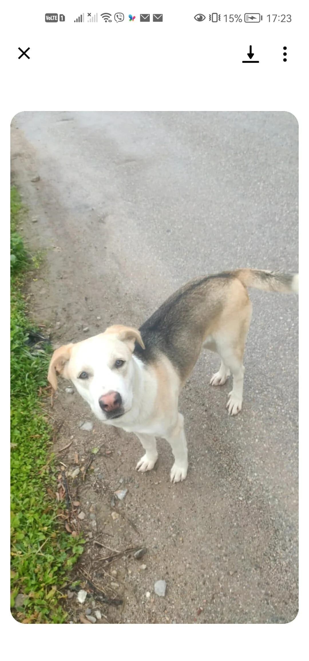 Sasa (Σάσα), female young Mixed Breed for adoption at ΕΝΩΣΗ ΕΘΕΛΟΝΤΩΝ ΑΔΕΣΠΟΤΩΝ ΧΑΛΚΙΔΑΣ
