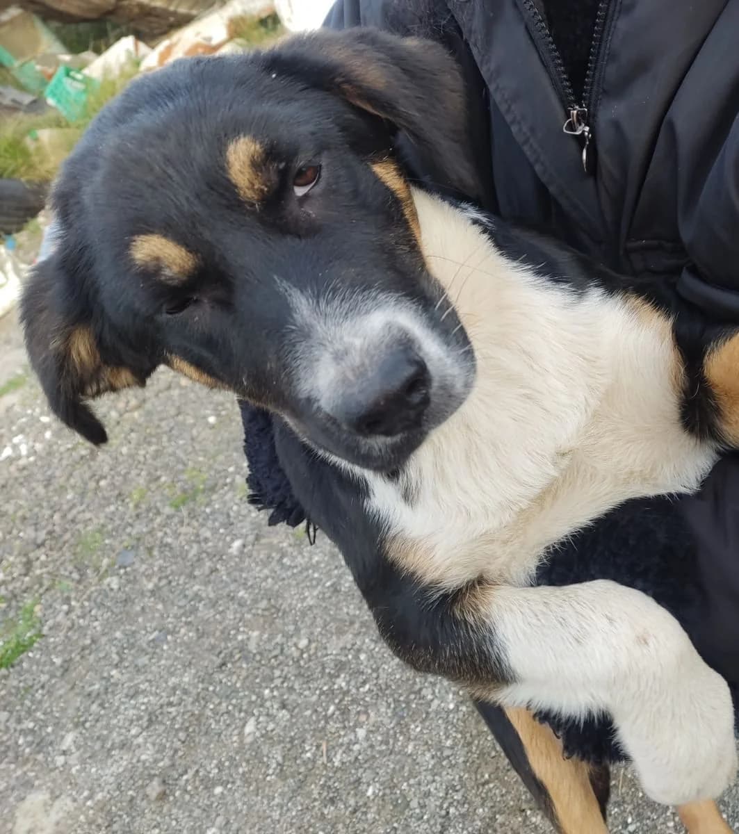Tzein (Τζέην), female Mixed Breed for adoption at ΕΝΩΣΗ ΕΘΕΛΟΝΤΩΝ ΑΔΕΣΠΟΤΩΝ ΧΑΛΚΙΔΑΣ