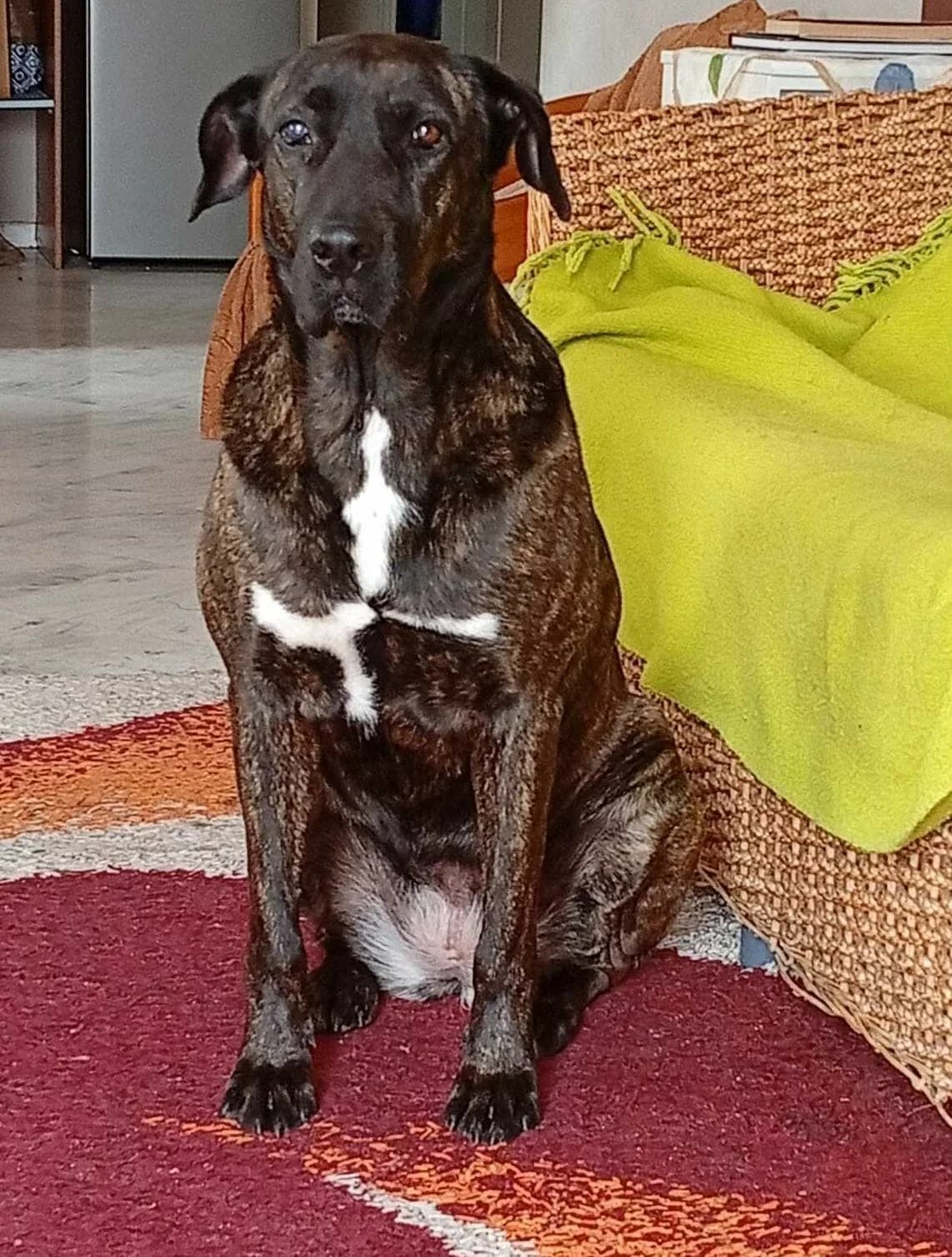 Ίrma (Ίρμα), female 5yo Mixed Breed for adoption at ΕΝΩΣΗ ΕΘΕΛΟΝΤΩΝ ΑΔΕΣΠΟΤΩΝ ΧΑΛΚΙΔΑΣ