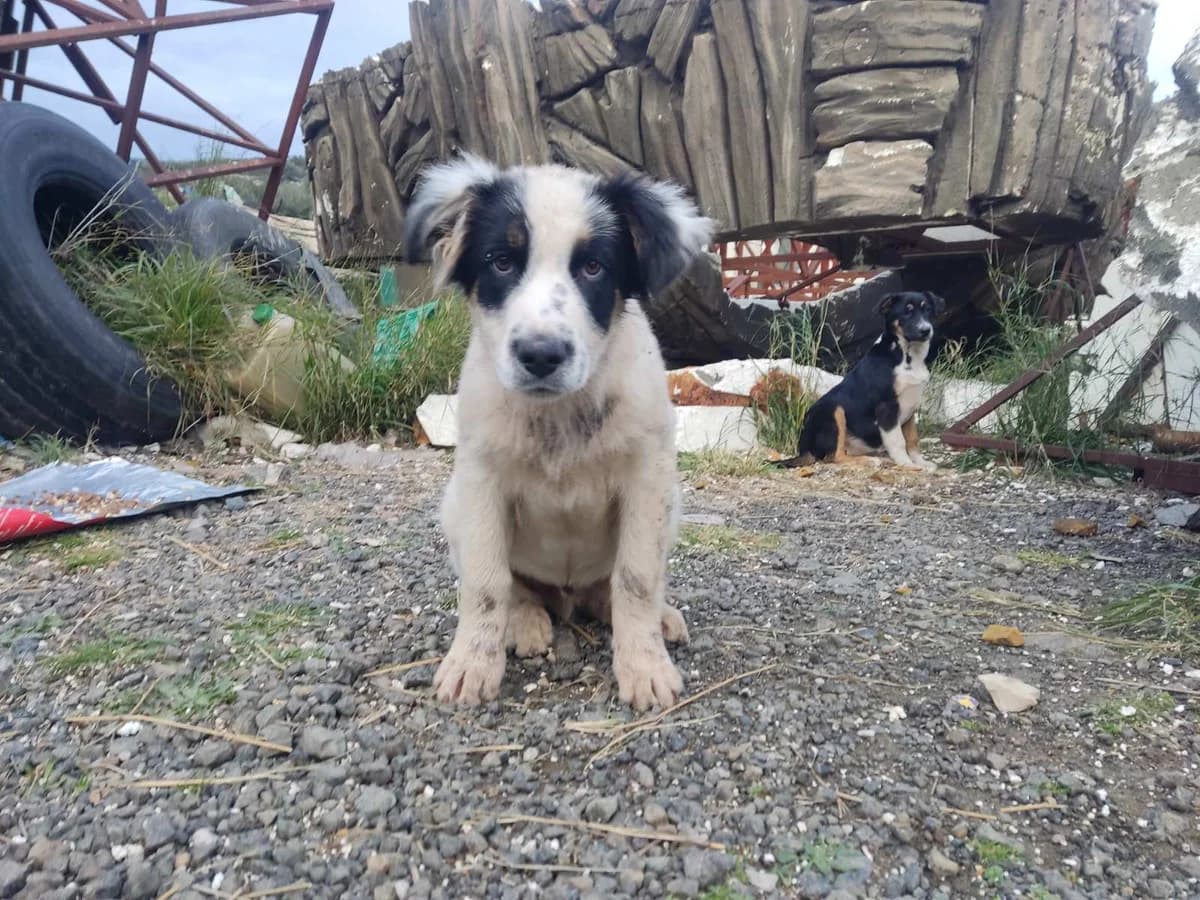 Chadis (Χάδης), male Mixed Breed for adoption at ΕΝΩΣΗ ΕΘΕΛΟΝΤΩΝ ΑΔΕΣΠΟΤΩΝ ΧΑΛΚΙΔΑΣ