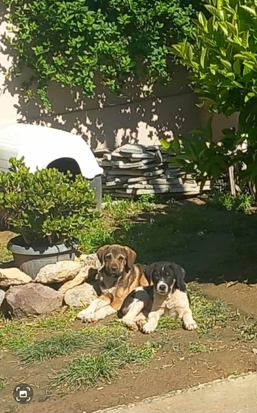 Koytavia (Kon) (Κουτάβια (Κον)), male Mixed Breed for adoption at ΕΝΩΣΗ ΕΘΕΛΟΝΤΩΝ ΑΔΕΣΠΟΤΩΝ ΧΑΛΚΙΔΑΣ
