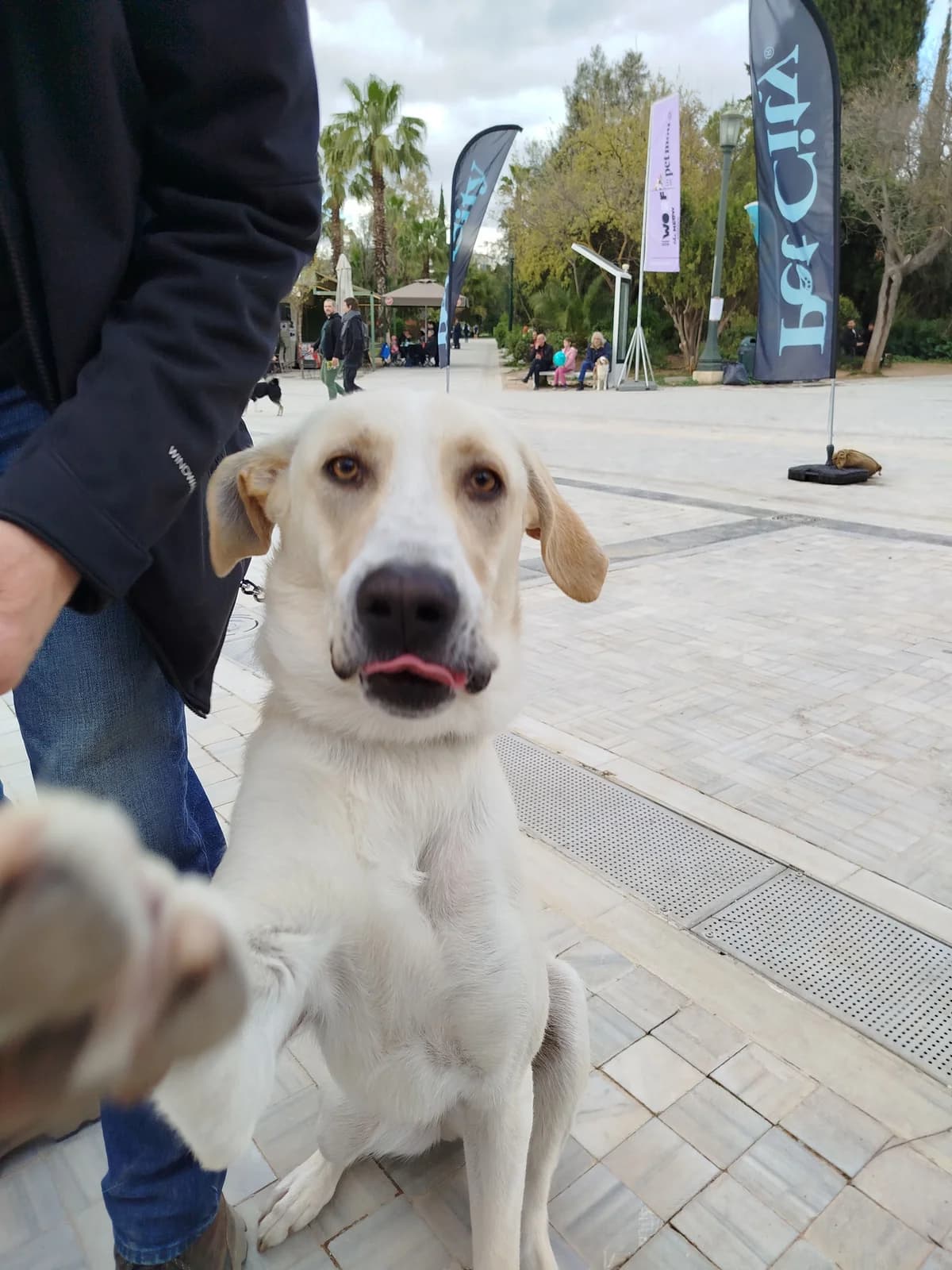 Polo (Πόλο), male young Mixed Breed for adoption at ΕΝΩΣΗ ΕΘΕΛΟΝΤΩΝ ΑΔΕΣΠΟΤΩΝ ΧΑΛΚΙΔΑΣ