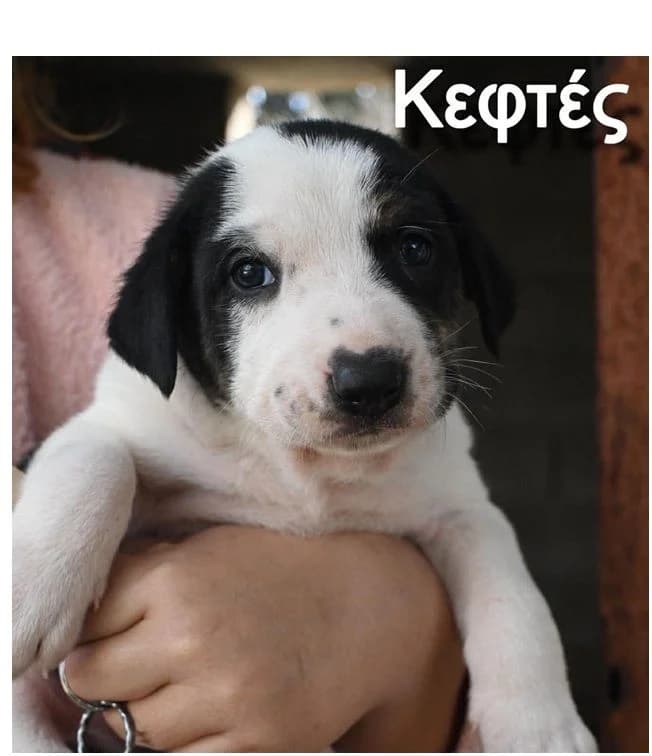 Koytavia Korinas (Κουτάβια Κορίνας), male Mixed Breed for adoption at ΕΝΩΣΗ ΕΘΕΛΟΝΤΩΝ ΑΔΕΣΠΟΤΩΝ ΧΑΛΚΙΔΑΣ