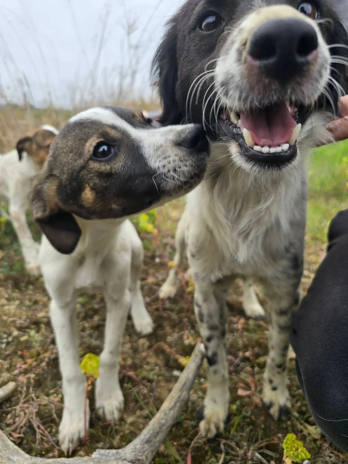Glykes moysoydes (Γλυκές μουσούδες), male Mixed Breed for adoption at ΕΝΩΣΗ ΕΘΕΛΟΝΤΩΝ ΑΔΕΣΠΟΤΩΝ ΧΑΛΚΙΔΑΣ