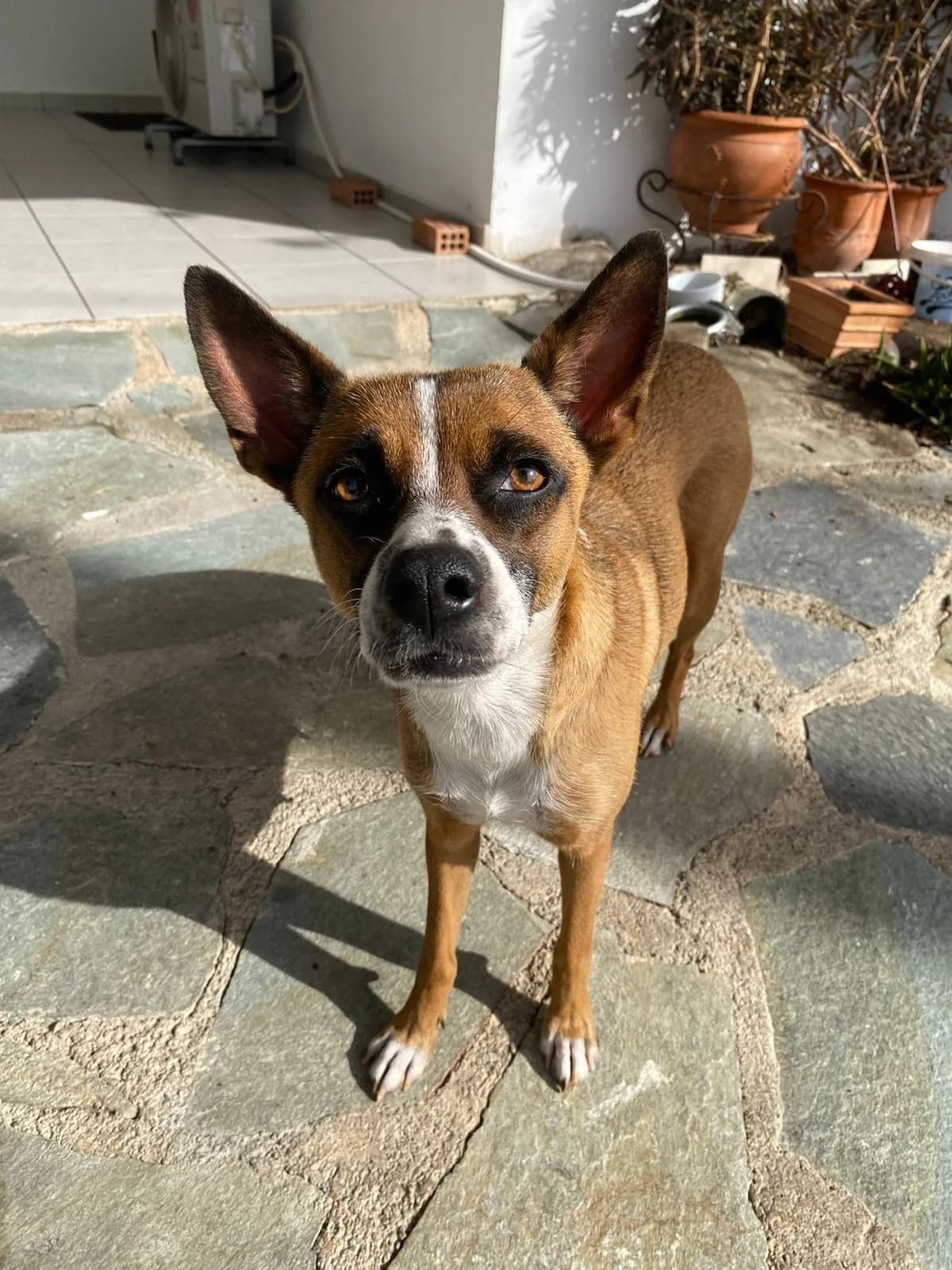 Mpempa (Μπέμπα), female young Mixed Breed for adoption at ΕΝΩΣΗ ΕΘΕΛΟΝΤΩΝ ΑΔΕΣΠΟΤΩΝ ΧΑΛΚΙΔΑΣ