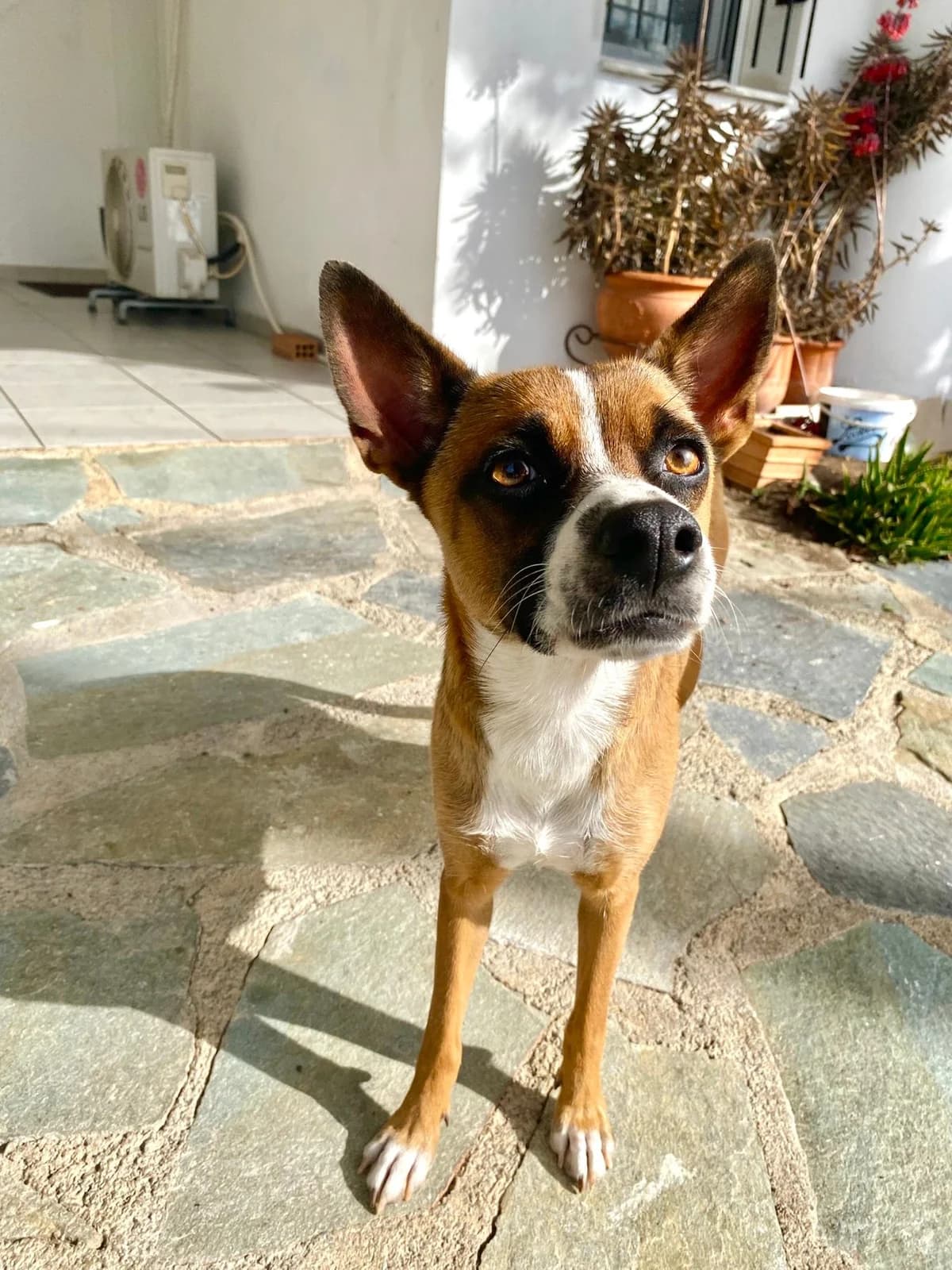 Mpempa (Μπέμπα), female young Mixed Breed for adoption at ΕΝΩΣΗ ΕΘΕΛΟΝΤΩΝ ΑΔΕΣΠΟΤΩΝ ΧΑΛΚΙΔΑΣ