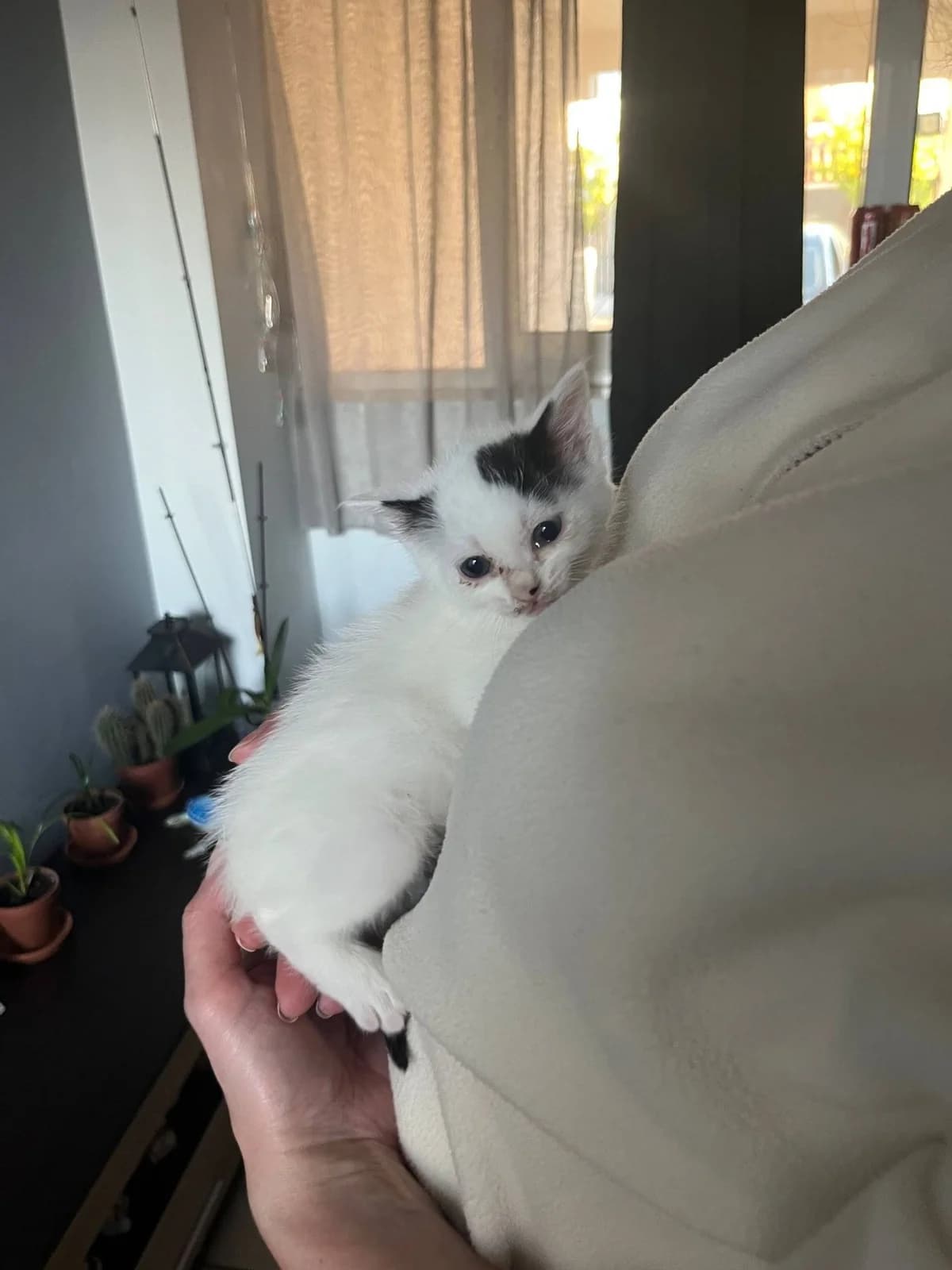 Kitty, female Mixed Breed for adoption at ΕΝΩΣΗ ΕΘΕΛΟΝΤΩΝ ΑΔΕΣΠΟΤΩΝ ΧΑΛΚΙΔΑΣ