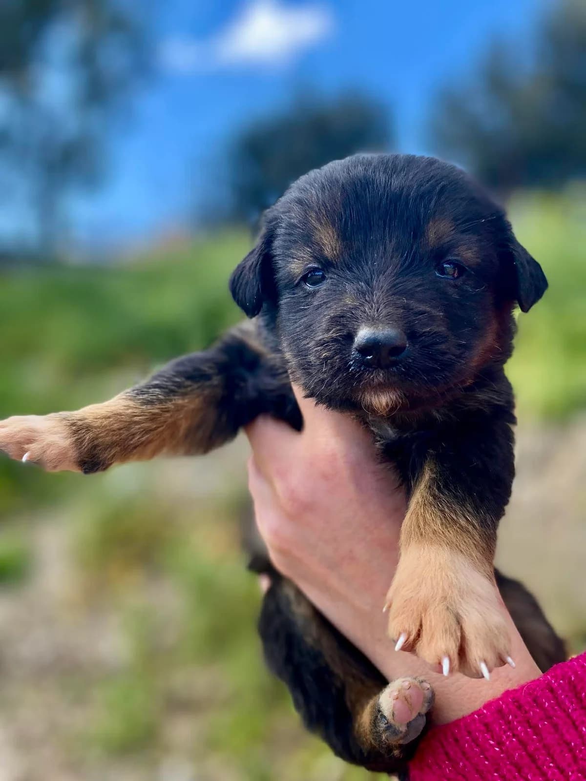 Koytavia (F) (Κουτάβια (Φ)), male Mixed Breed for adoption at ΕΝΩΣΗ ΕΘΕΛΟΝΤΩΝ ΑΔΕΣΠΟΤΩΝ ΧΑΛΚΙΔΑΣ
