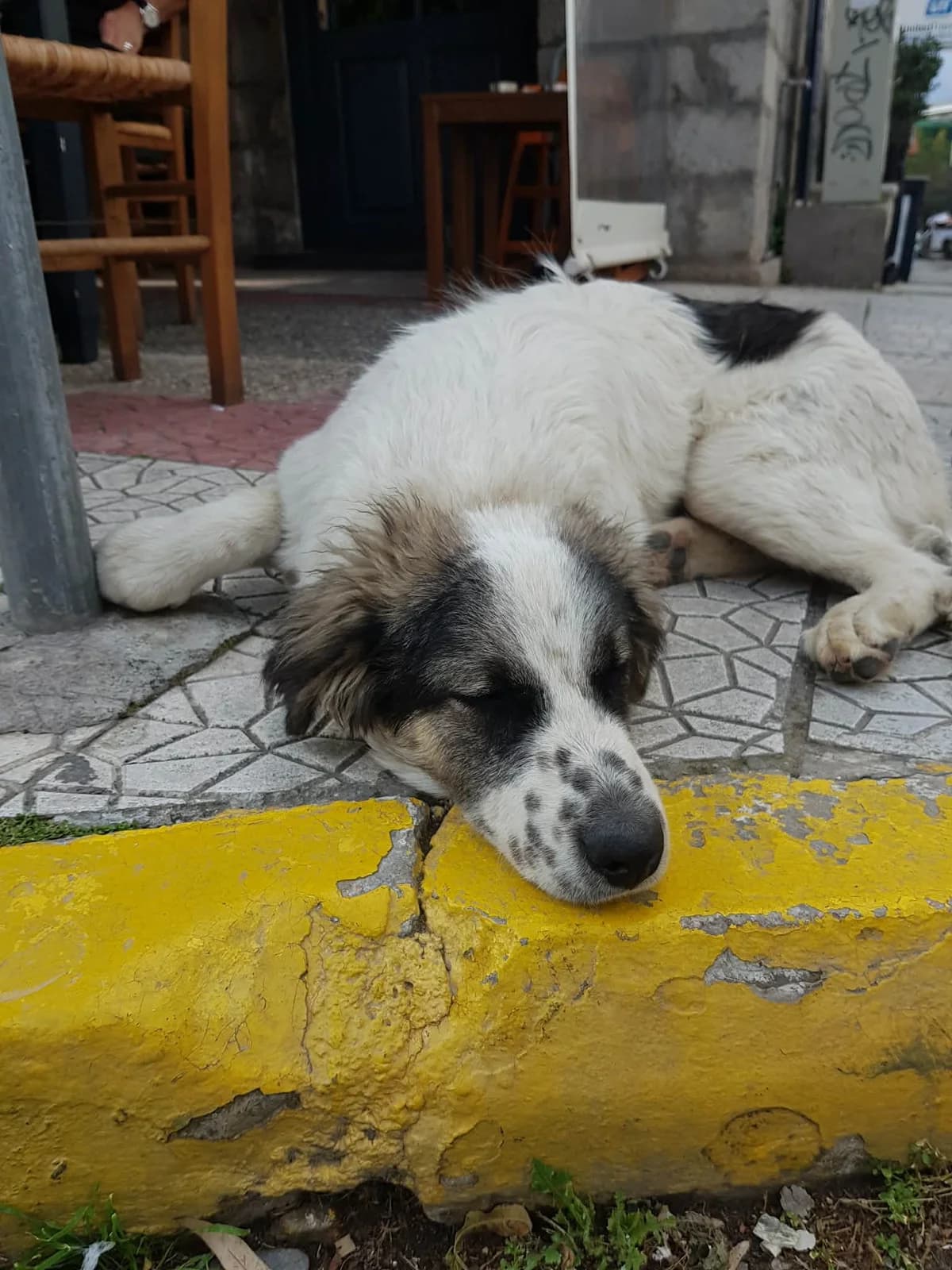 Άlkis (Άλκης), male Mixed Breed for adoption at ΕΝΩΣΗ ΕΘΕΛΟΝΤΩΝ ΑΔΕΣΠΟΤΩΝ ΧΑΛΚΙΔΑΣ