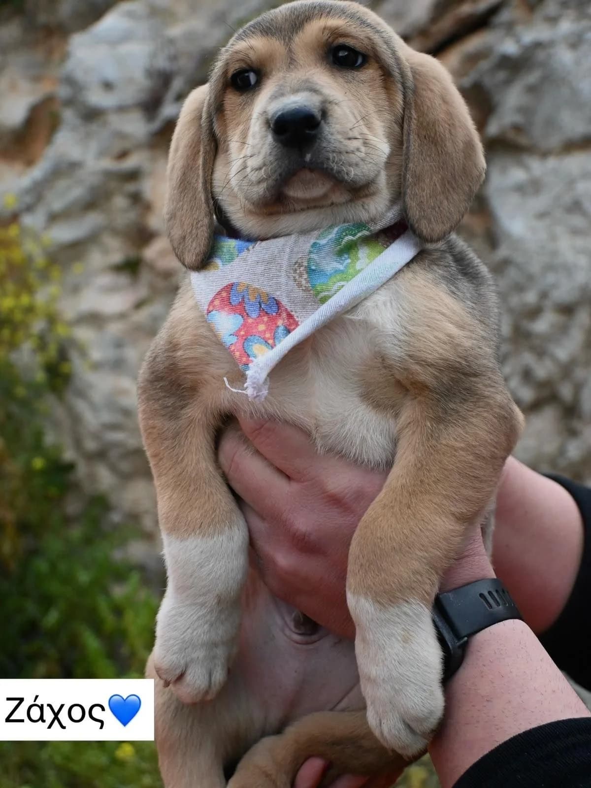 Koytavia Nasias (Κουτάβια Νάσιας), male Mixed Breed for adoption at ΕΝΩΣΗ ΕΘΕΛΟΝΤΩΝ ΑΔΕΣΠΟΤΩΝ ΧΑΛΚΙΔΑΣ