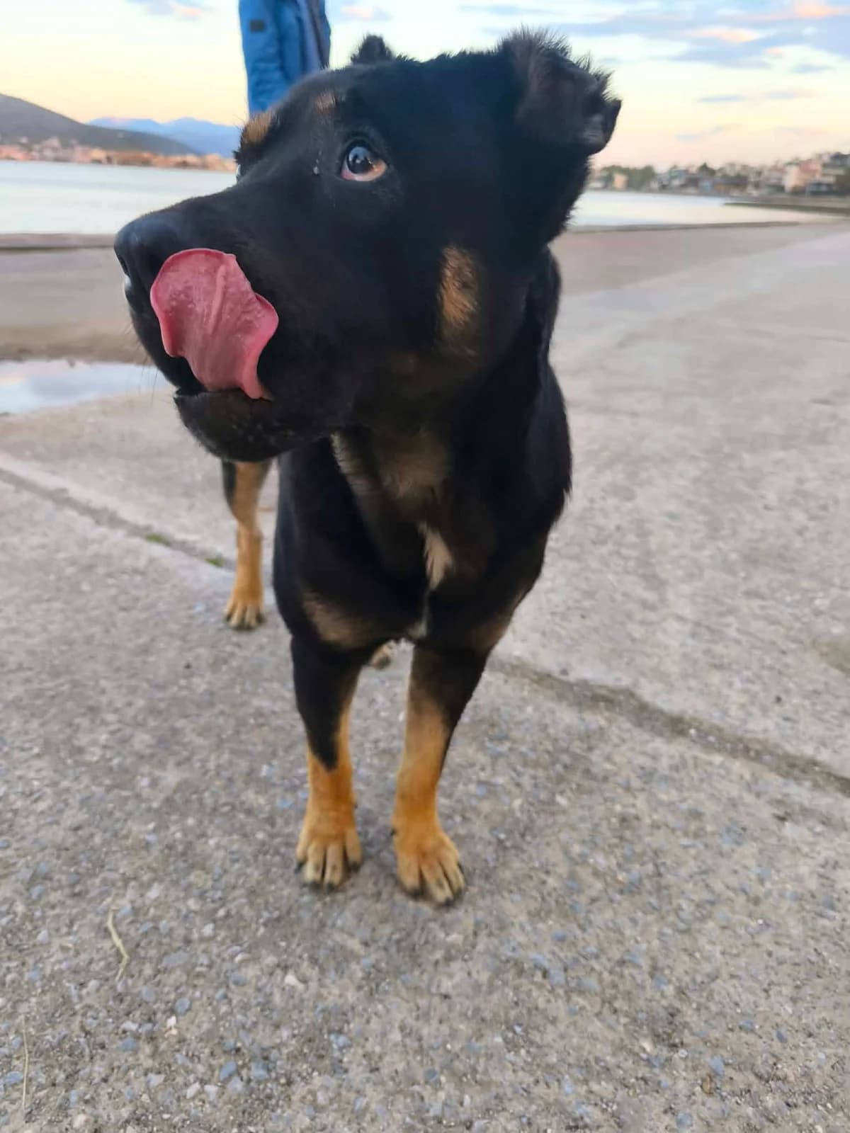 Chalvas (Χαλβάς), male young Mixed Breed for adoption at ΕΝΩΣΗ ΕΘΕΛΟΝΤΩΝ ΑΔΕΣΠΟΤΩΝ ΧΑΛΚΙΔΑΣ