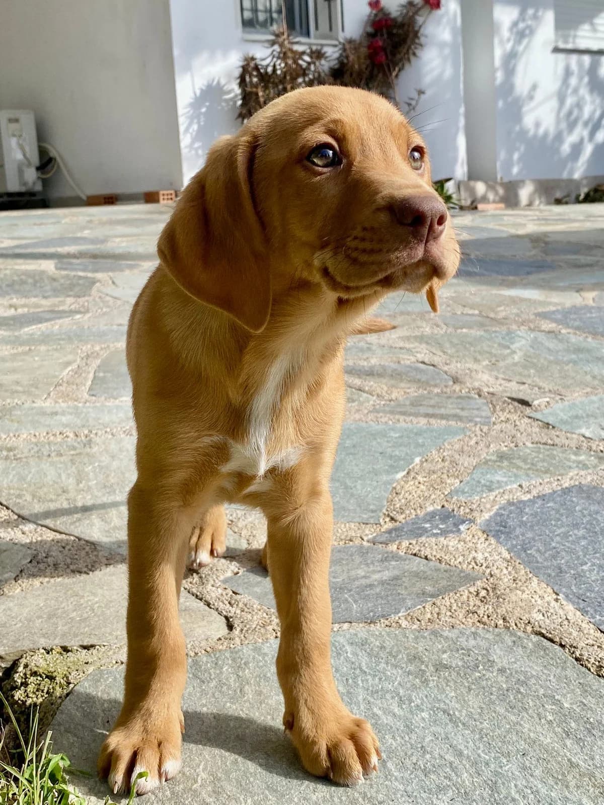 Koytavia Mpempas (Κουτάβια Μπέμπας), male Mixed Breed for adoption at ΕΝΩΣΗ ΕΘΕΛΟΝΤΩΝ ΑΔΕΣΠΟΤΩΝ ΧΑΛΚΙΔΑΣ