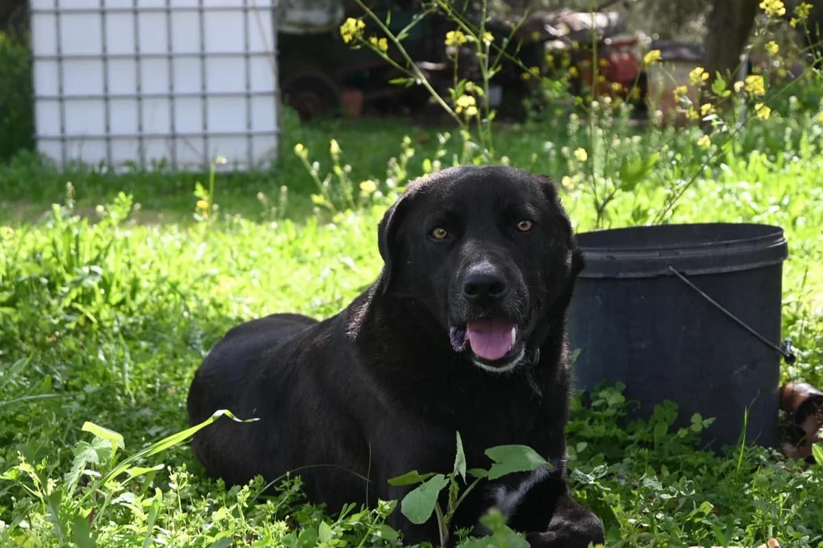Morgkan (Μόργκαν), male 3yo Mixed Breed for adoption at ΕΝΩΣΗ ΕΘΕΛΟΝΤΩΝ ΑΔΕΣΠΟΤΩΝ ΧΑΛΚΙΔΑΣ