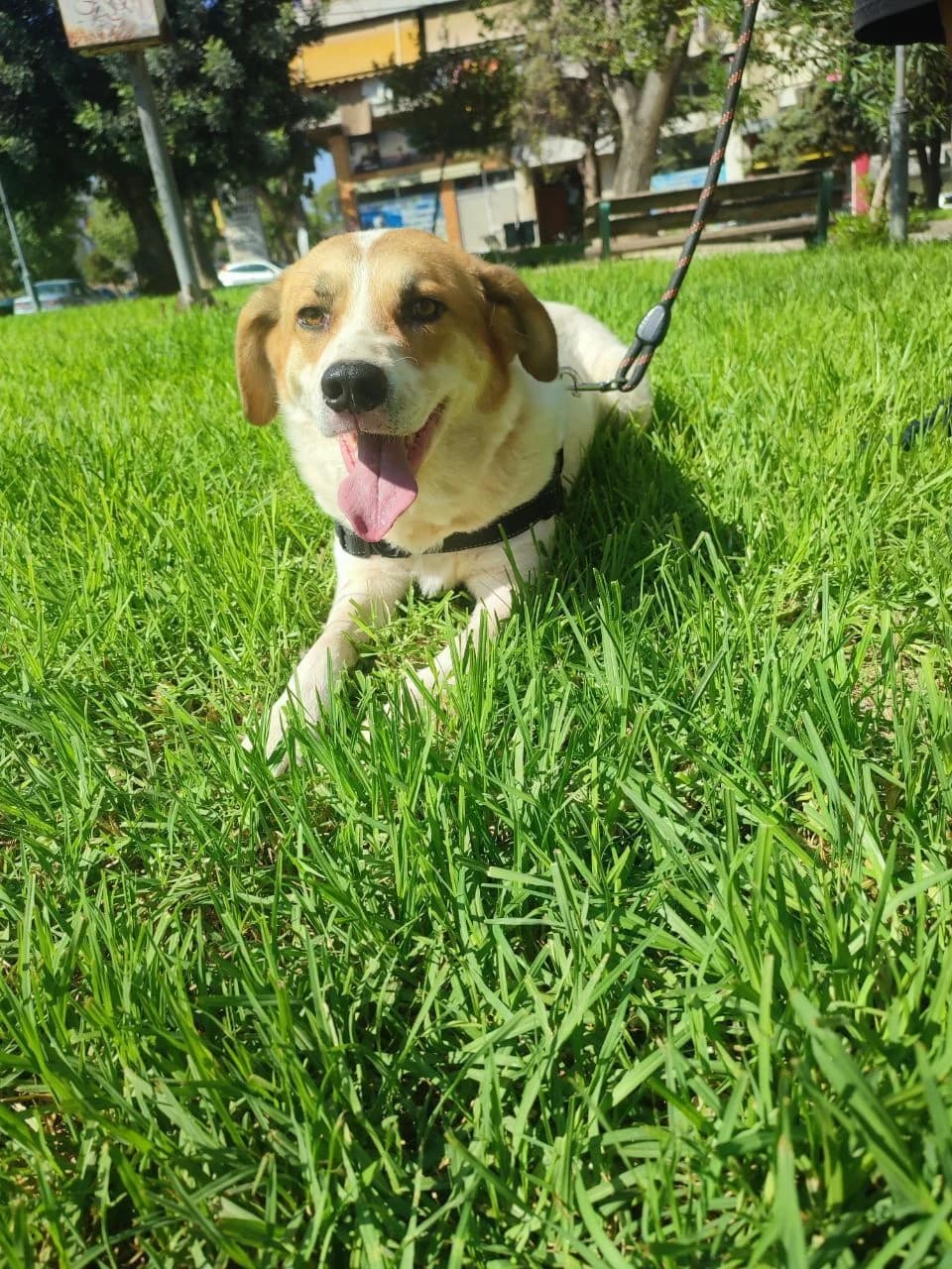 Kolomvos (Κολόμβος), male 3yo Mixed Breed for adoption at ΕΝΩΣΗ ΕΘΕΛΟΝΤΩΝ ΑΔΕΣΠΟΤΩΝ ΧΑΛΚΙΔΑΣ