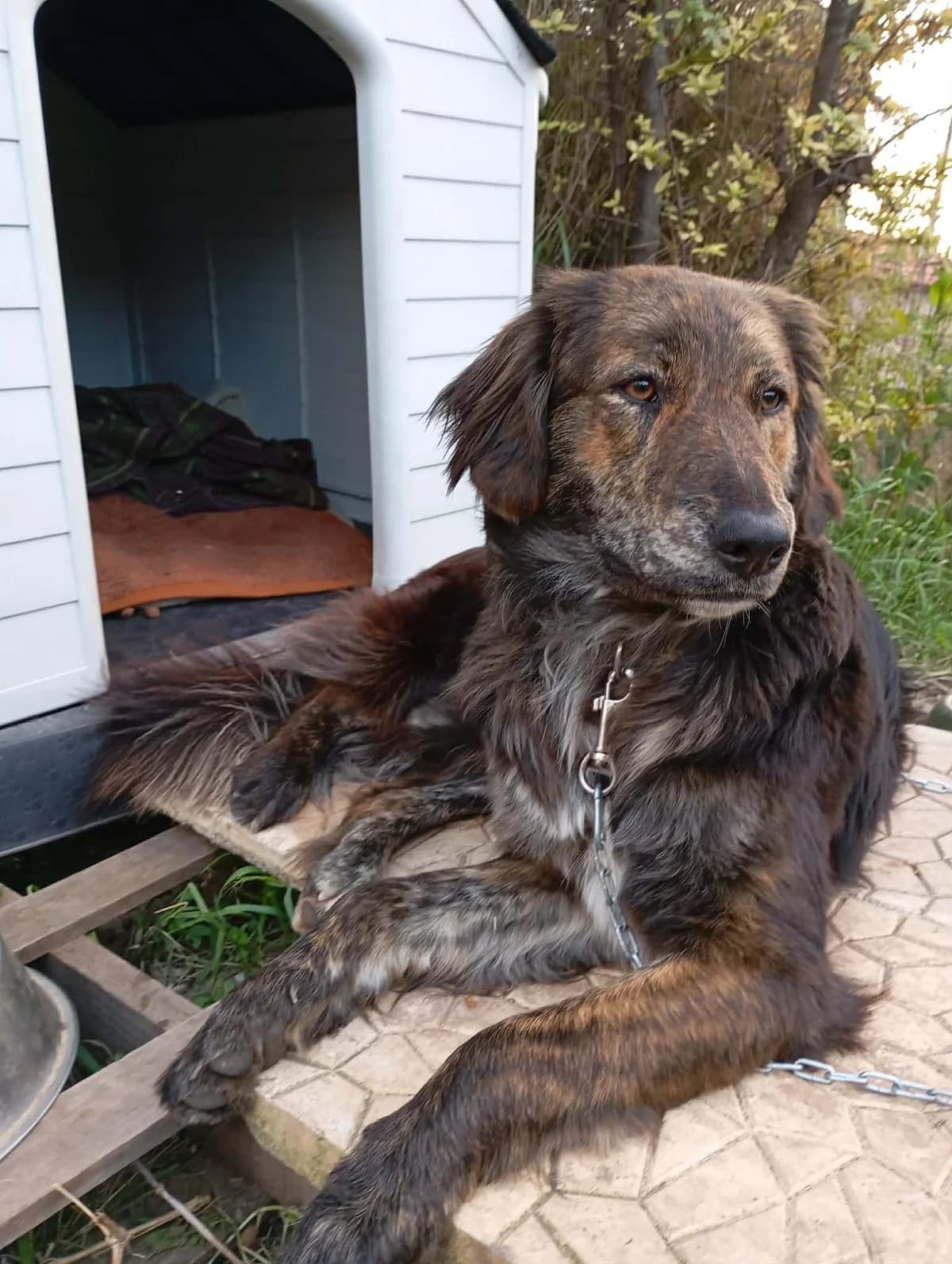 Tsiko (Τσίκο), male young Mixed Breed for adoption at ΕΝΩΣΗ ΕΘΕΛΟΝΤΩΝ ΑΔΕΣΠΟΤΩΝ ΧΑΛΚΙΔΑΣ