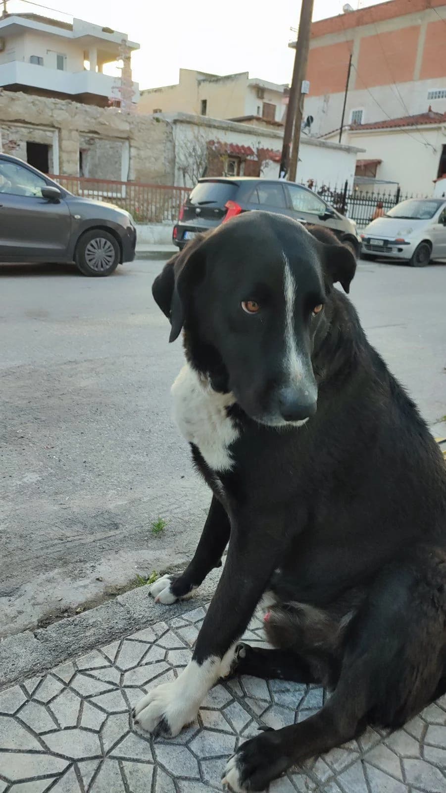 Pipis i Άris (Πίπης ή Άρης), male young Mixed Breed for adoption at ΕΝΩΣΗ ΕΘΕΛΟΝΤΩΝ ΑΔΕΣΠΟΤΩΝ ΧΑΛΚΙΔΑΣ