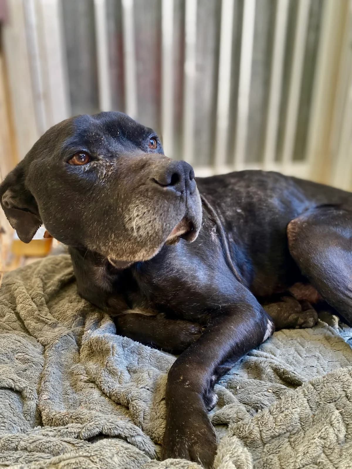Diomidis (Διομήδης), male senior Mixed Breed for adoption at ΕΝΩΣΗ ΕΘΕΛΟΝΤΩΝ ΑΔΕΣΠΟΤΩΝ ΧΑΛΚΙΔΑΣ