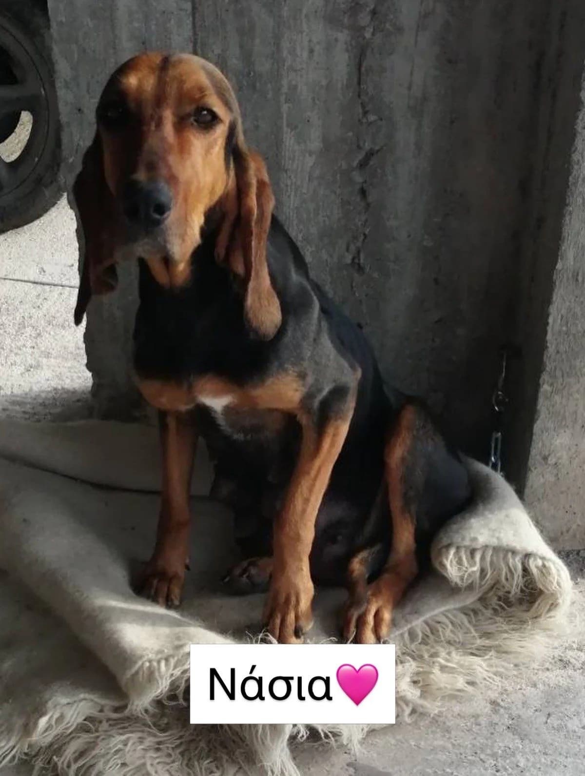 Nasia & koytavia tis (Νάσια & κουτάβια της), female young Mixed Breed for adoption at ΕΝΩΣΗ ΕΘΕΛΟΝΤΩΝ ΑΔΕΣΠΟΤΩΝ ΧΑΛΚΙΔΑΣ