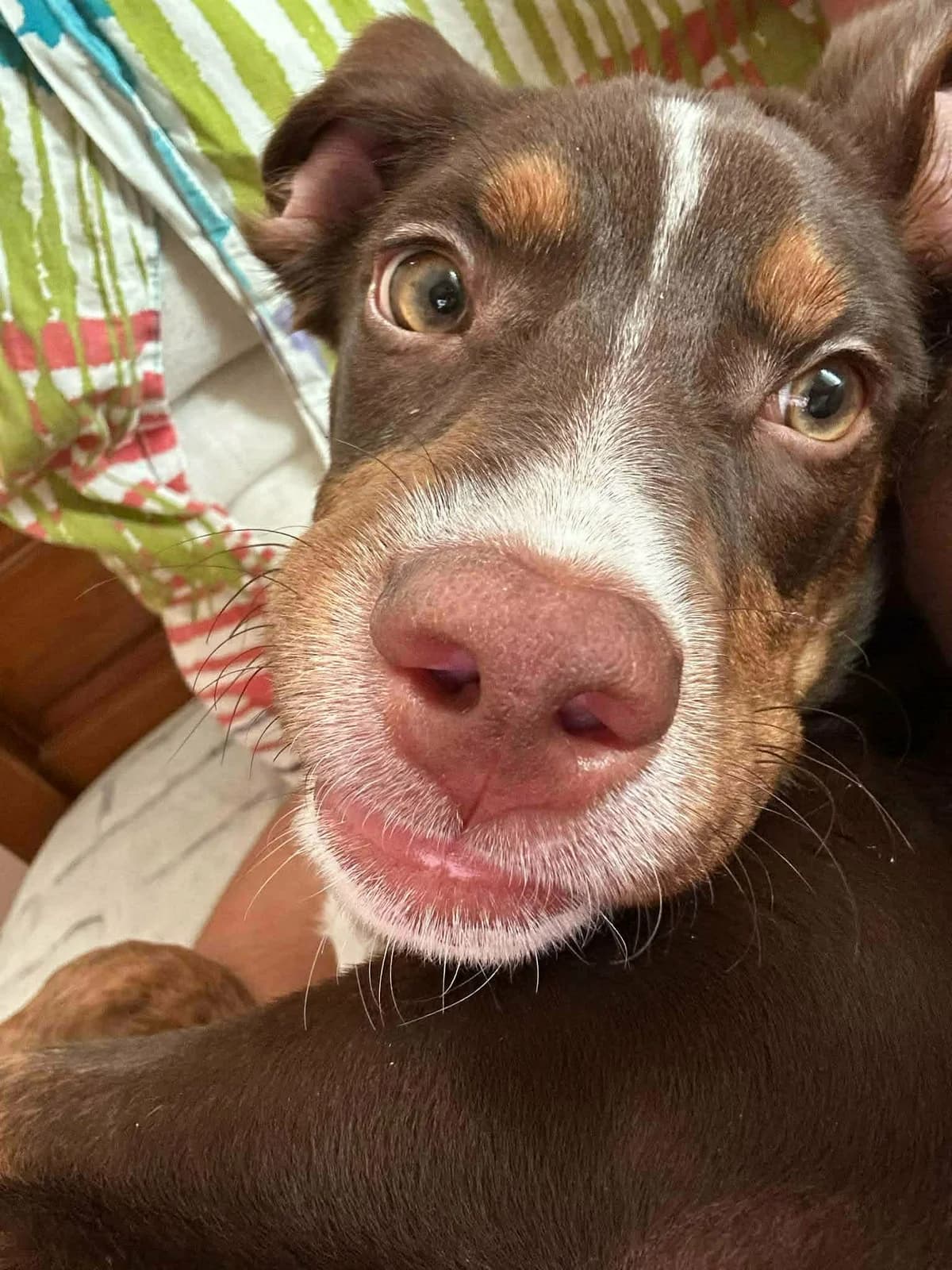 Makiato (Μακιάτο), male young Mixed Breed for adoption at ΕΝΩΣΗ ΕΘΕΛΟΝΤΩΝ ΑΔΕΣΠΟΤΩΝ ΧΑΛΚΙΔΑΣ