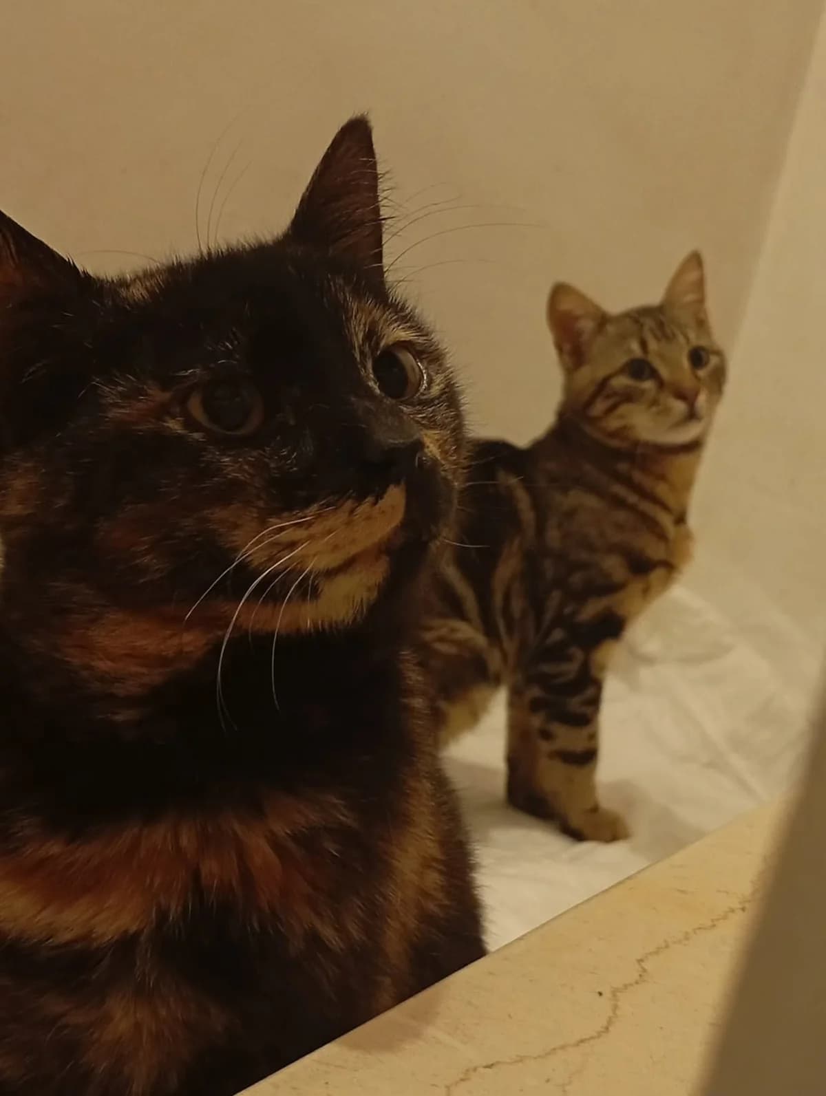 Adam & Eva, puppy European Shorthair for adoption at Fairy Tails Animal Rescue Organisation